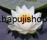 Bhagavad Gita as it is by Srila Prabhupada pdf | Bhagavad Gita As It Is English, Hindi, Marathi